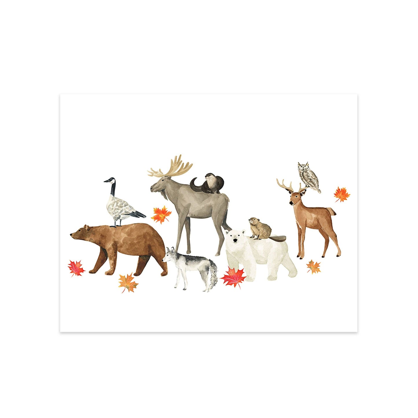 Almeida Illustrations - Animals of Canada II Art Print: 8 x 10