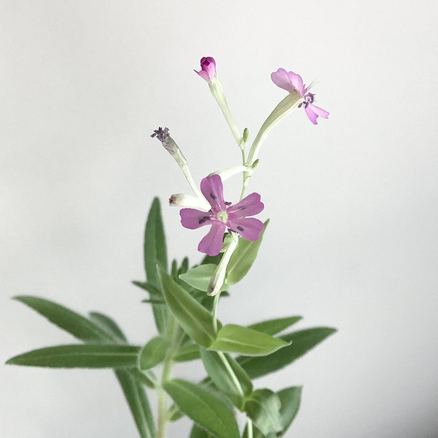 The Good Card - Plantable Card - Happy Shower