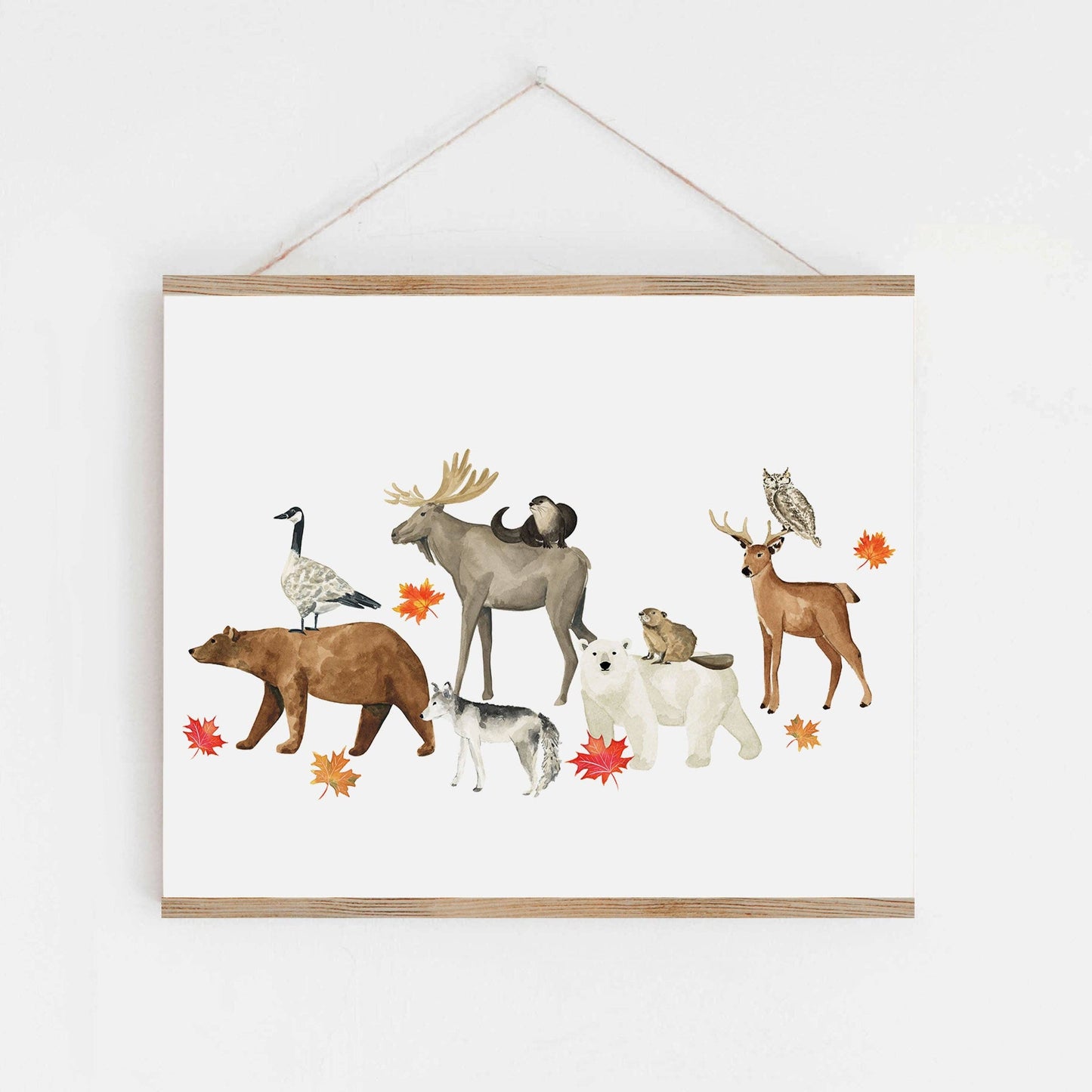 Almeida Illustrations - Animals of Canada II Art Print: 8 x 10