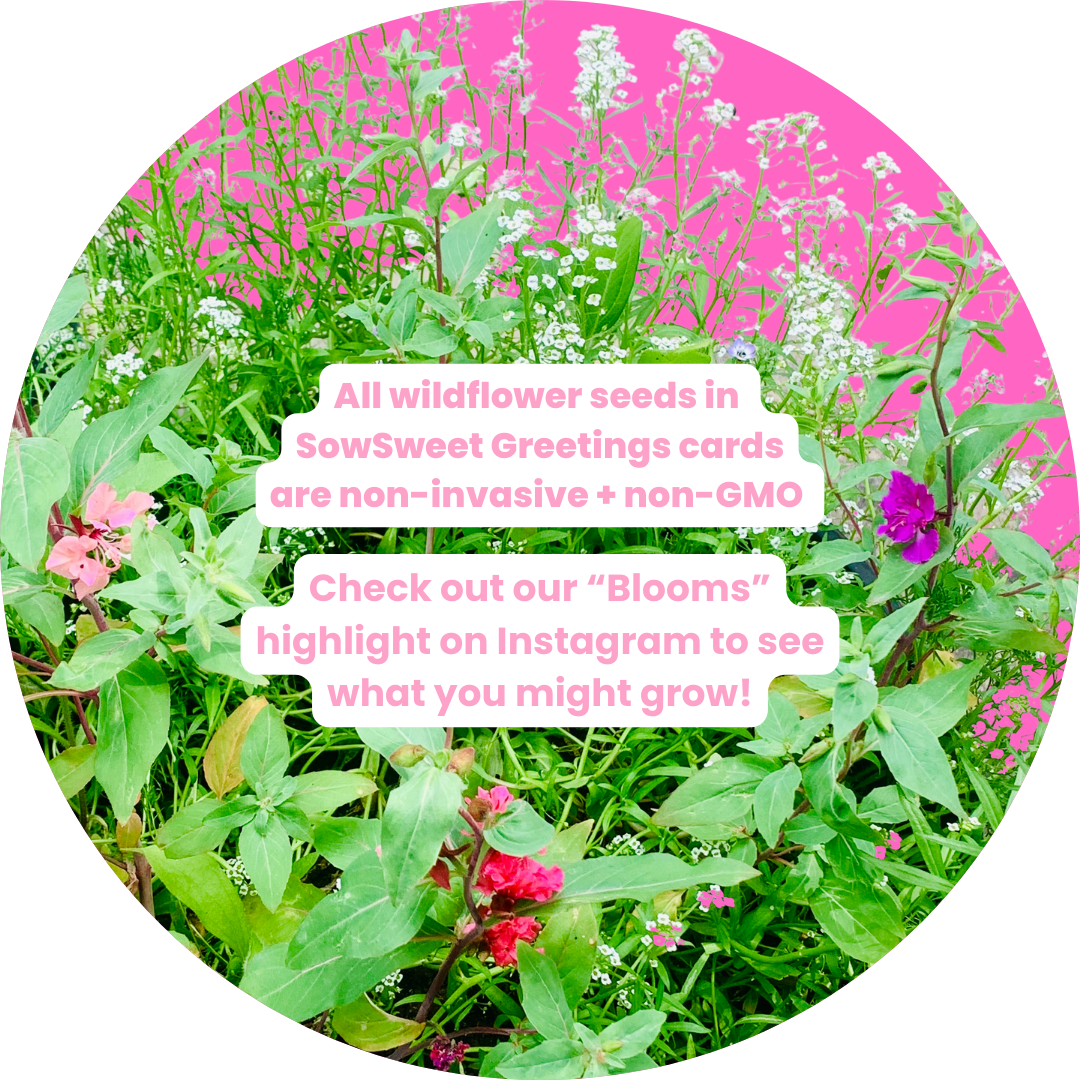 SowSweet Greetings Inc - Pressed Flowers - Happy Birthday