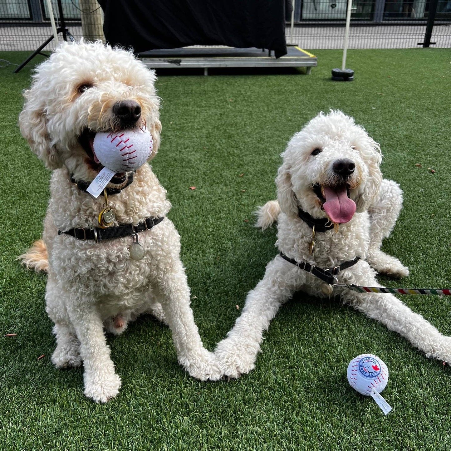 PawtyAnimals.ca - Toronto Barkers