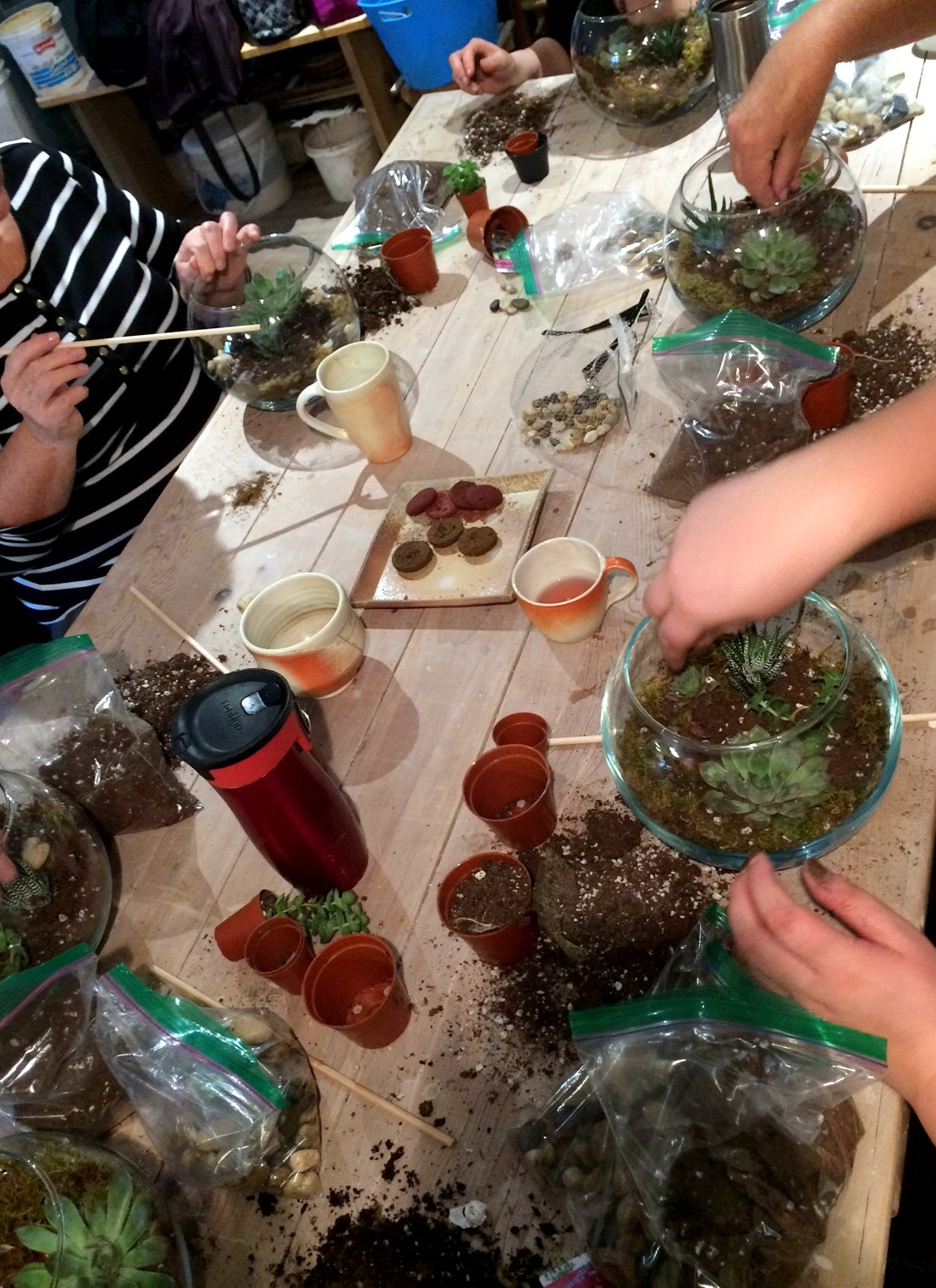 Hamilton Terrariums Workshop - Saturday November 16  2-4pm