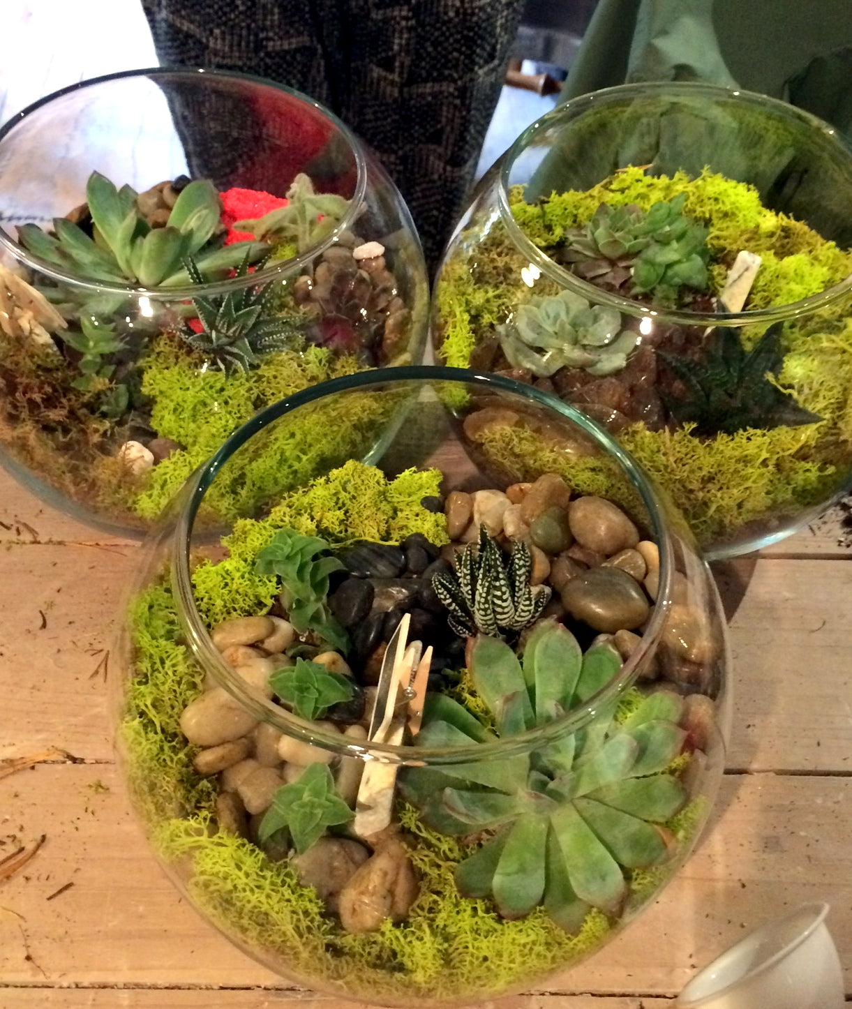 Hamilton Terrariums Workshop - Saturday November 16  2-4pm