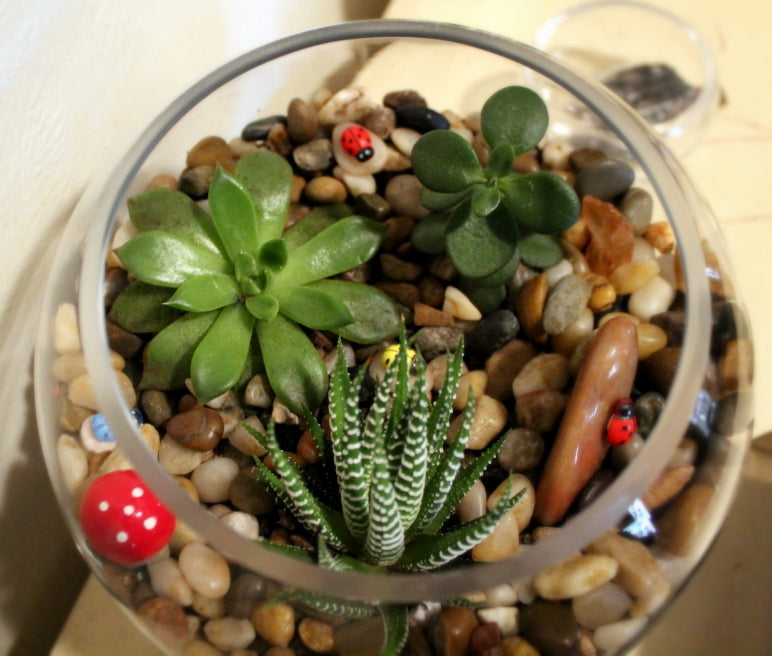 Hamilton Terrariums Workshop - Saturday November 16  2-4pm