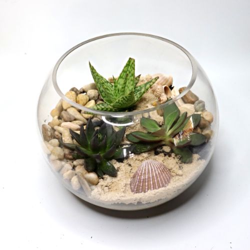 NEW * Terrarium Workshop May 29, 2026