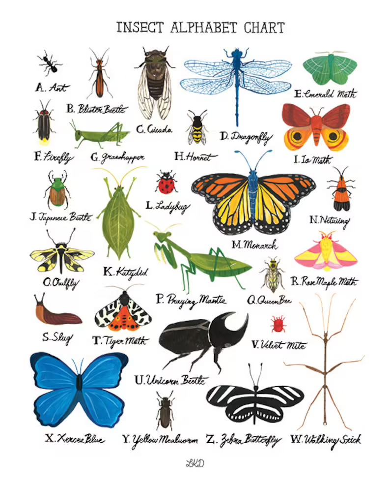 Insect Alphabet Chart Art Print - Lily Kao Design